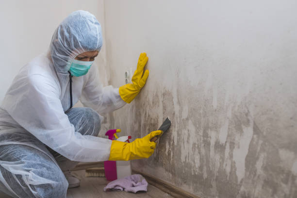 Certified Mold Removal in Gunter, TX