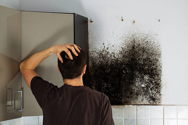 Gunter, TX Mold Removal Company